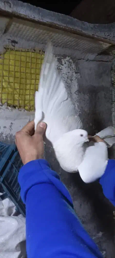 کبوتر سفید گمشده|پرنده|دهلران, |دیوار