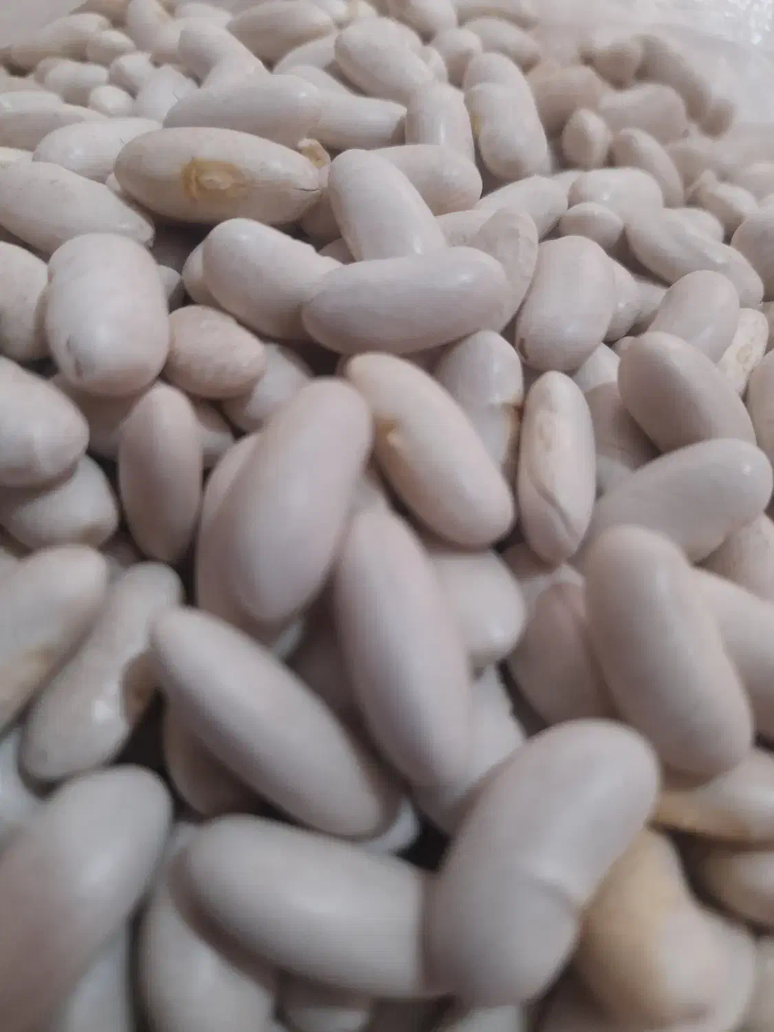 پخش عمده و جزیی انواع حبوبات با کیفیت بالا|عمدهفروشی|رشت, لاکان|دیوار