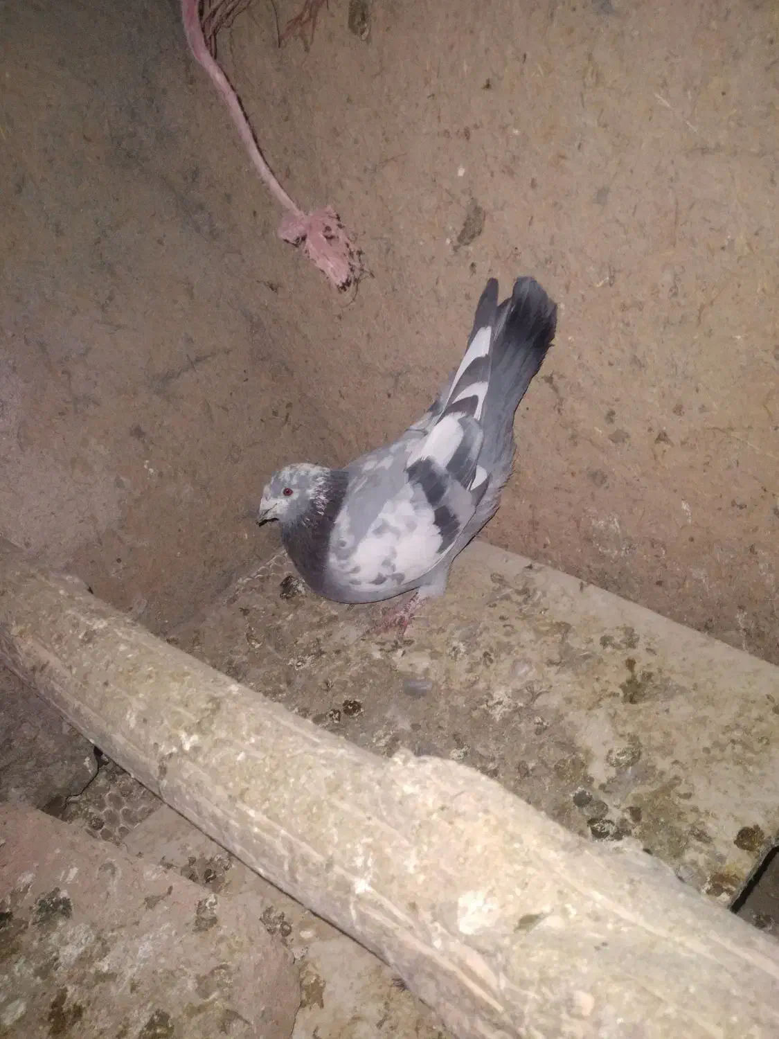 کبوتر|پرنده|گل تپه, |دیوار