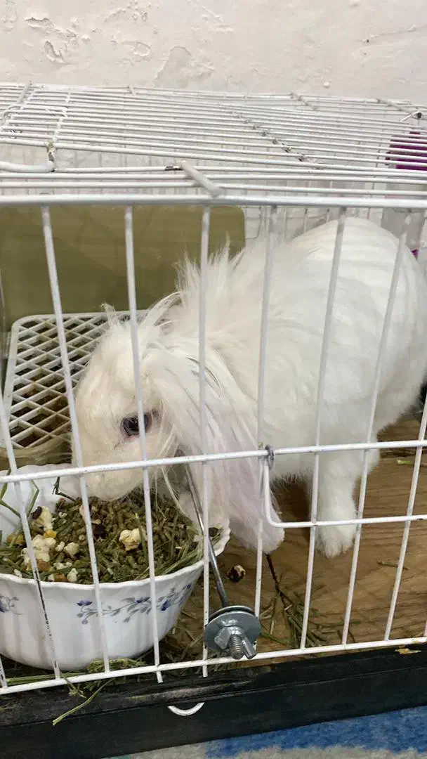 خرگوش لوپ ماده|موش و خرگوش|تبریز, |دیوار