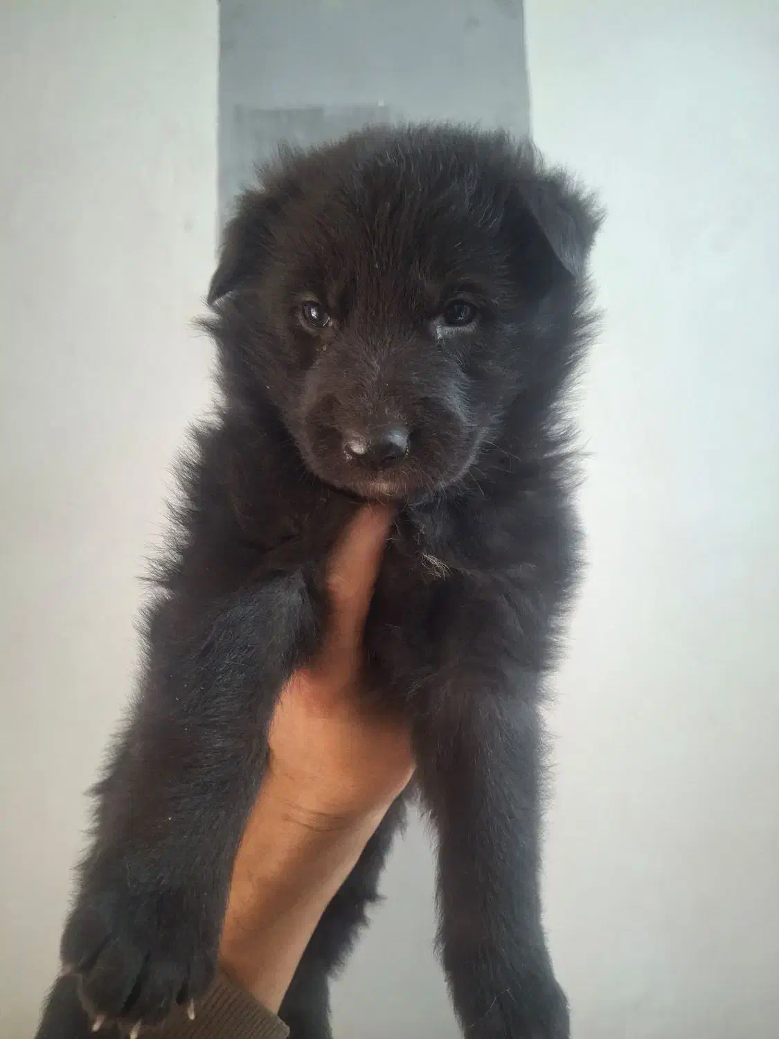 توله ژرمن بلک شولاین اصیل|سگ|نیشابور, ده حلاج|دیوار