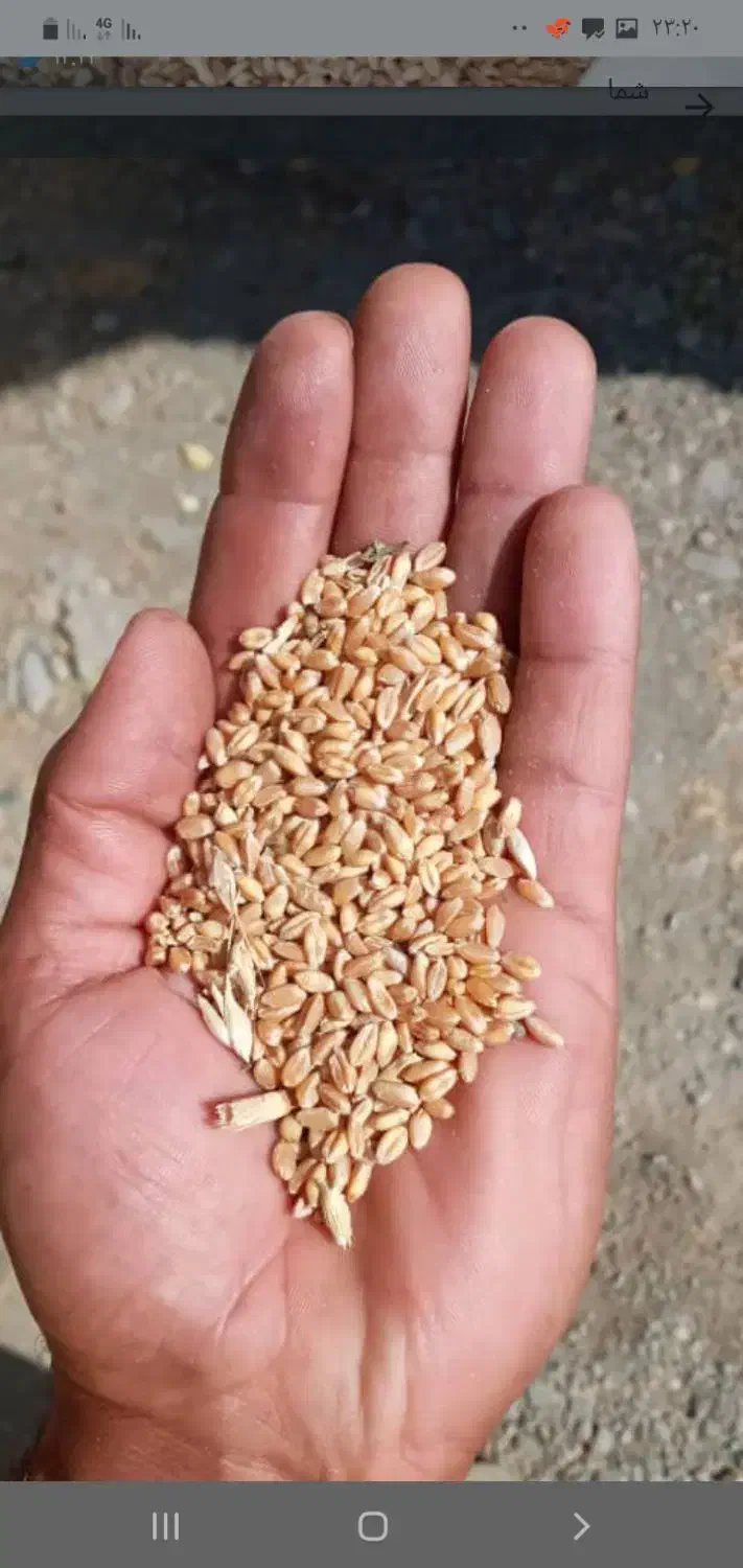 گندم آبی پیشگام بذری فقط ۲۴۰۰۰|خدمات باغبانی و درختکاری|جاپلق, |دیوار