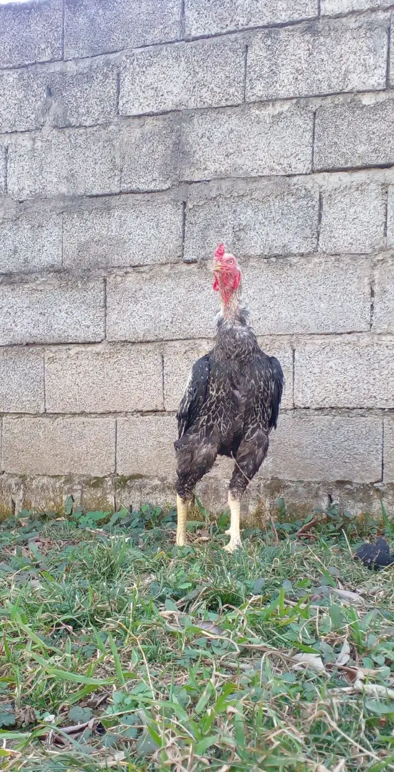 خروس لاری..|حیوانات مزرعه|رشت, گیل|دیوار