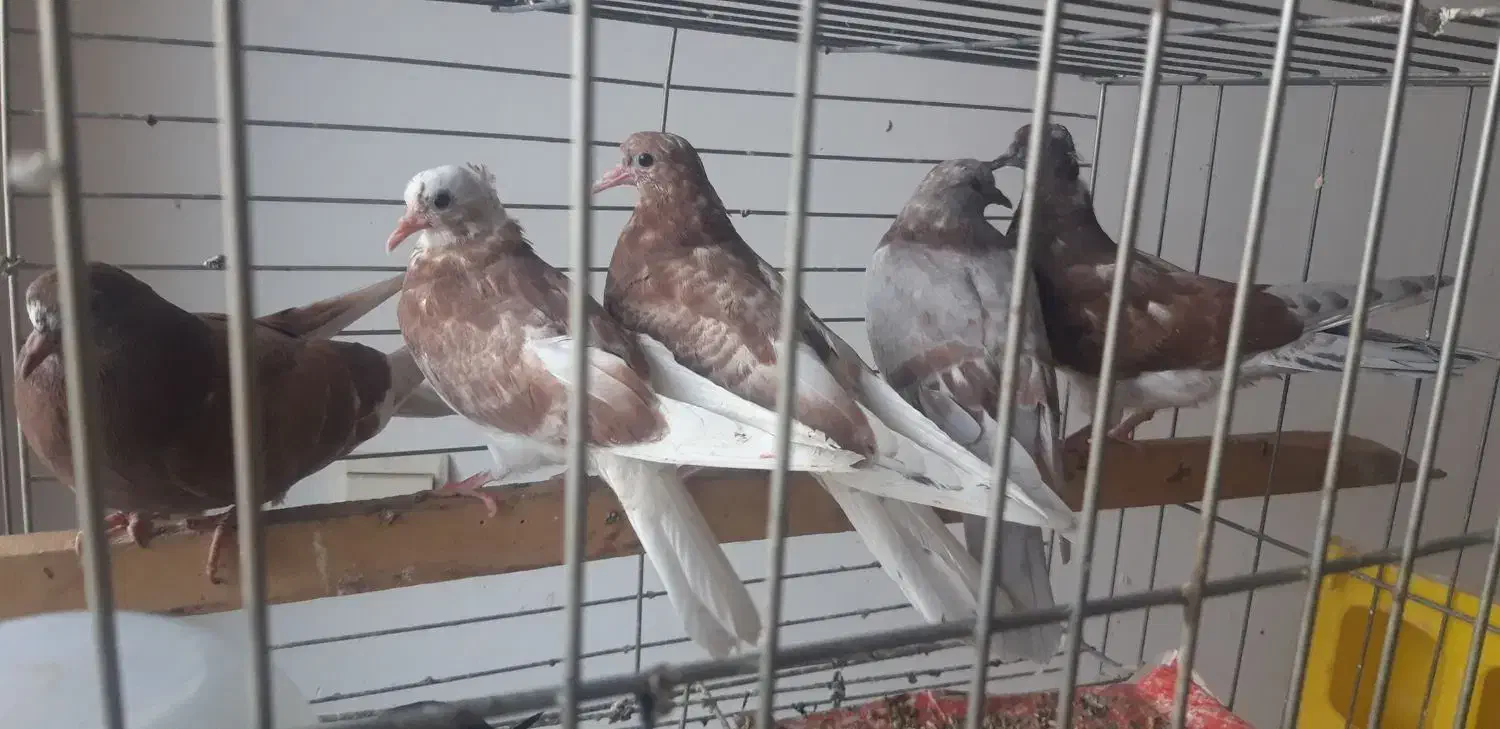 جوجه پرشی|پرنده|رودهن, |دیوار