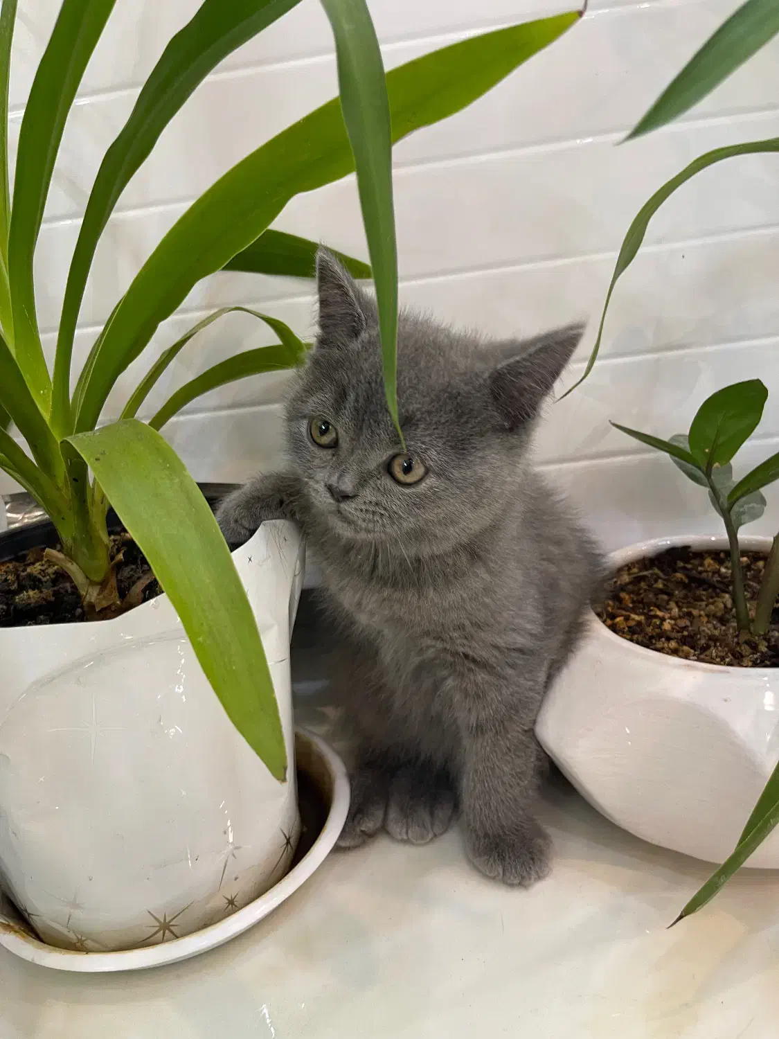 گربه اسکاتیش|گربه|شیراز, تپه تلویزیون|دیوار