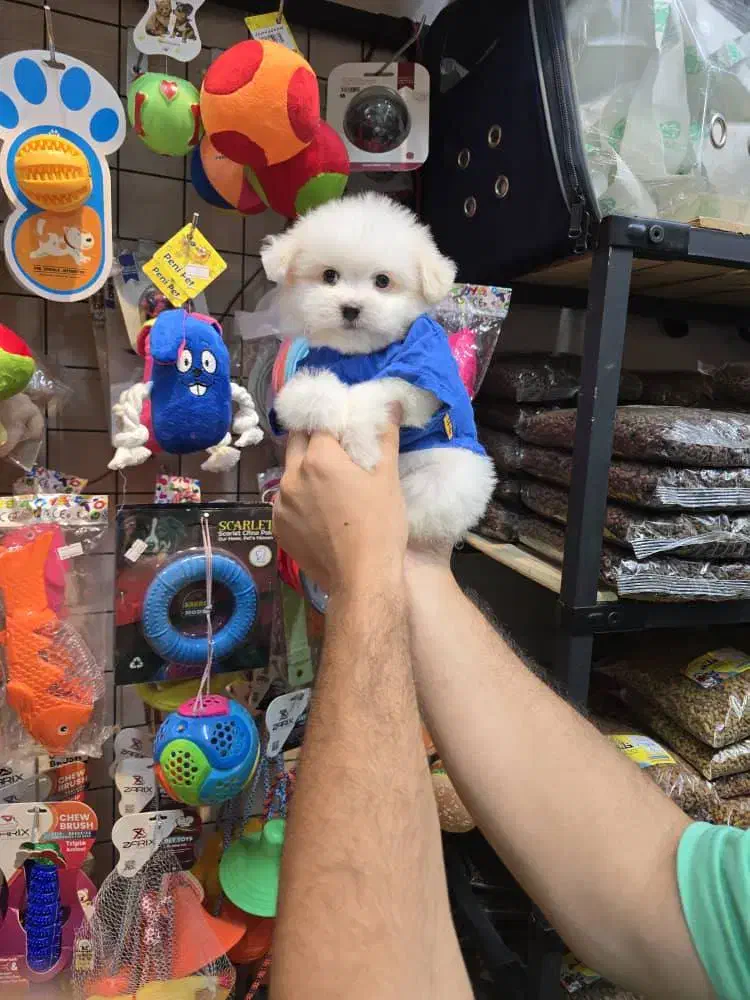 شیتزو کراس های فنجونی|سگ|اصفهان, قائمیه|دیوار