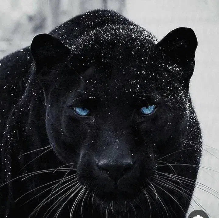 سکند|خودرو سواری و وانت|نهاوند, |دیوار