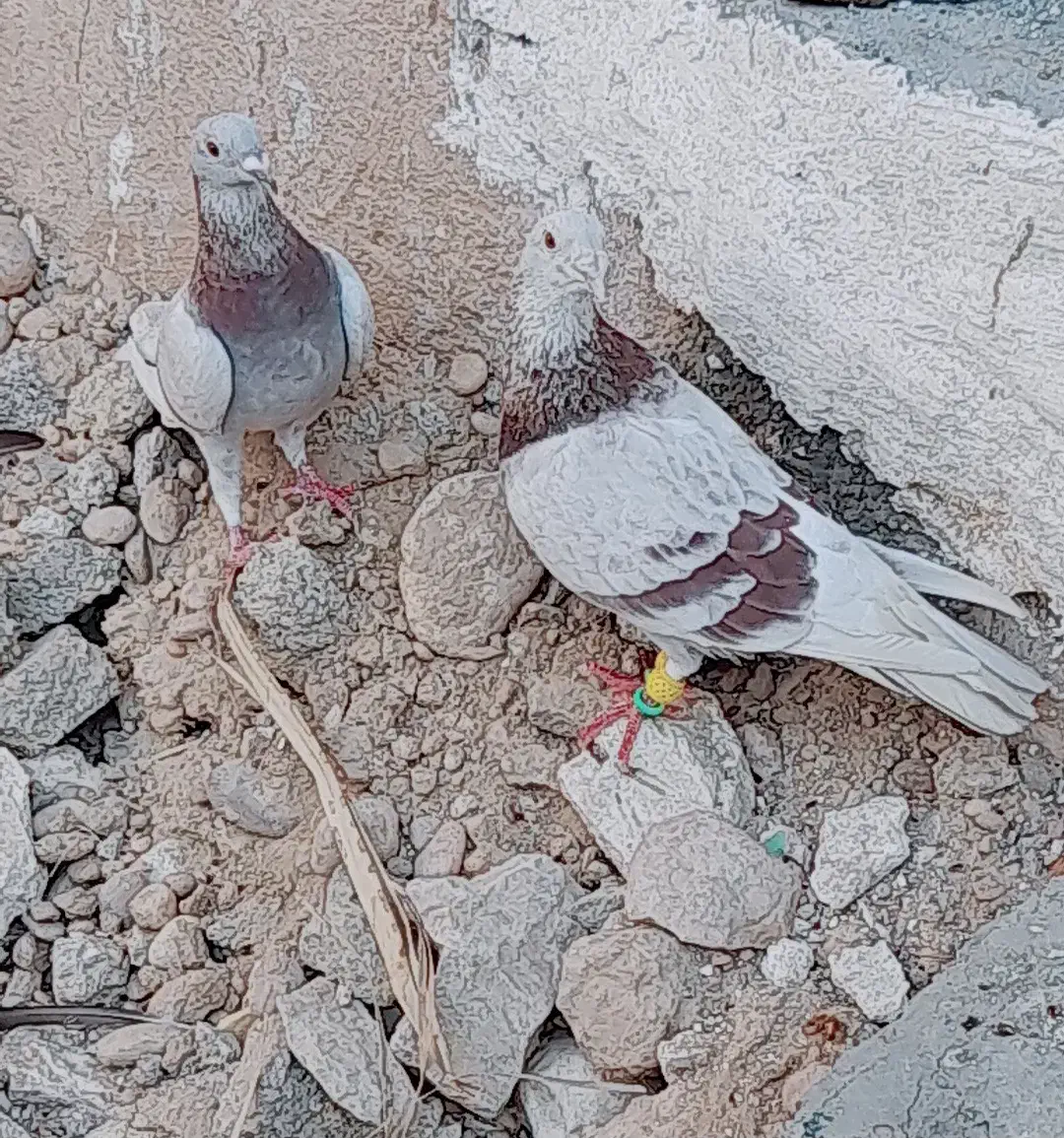 کبوتر زاغ ابادانی و یک جفت پوست پیازی|پرنده|شبانکاره, |دیوار