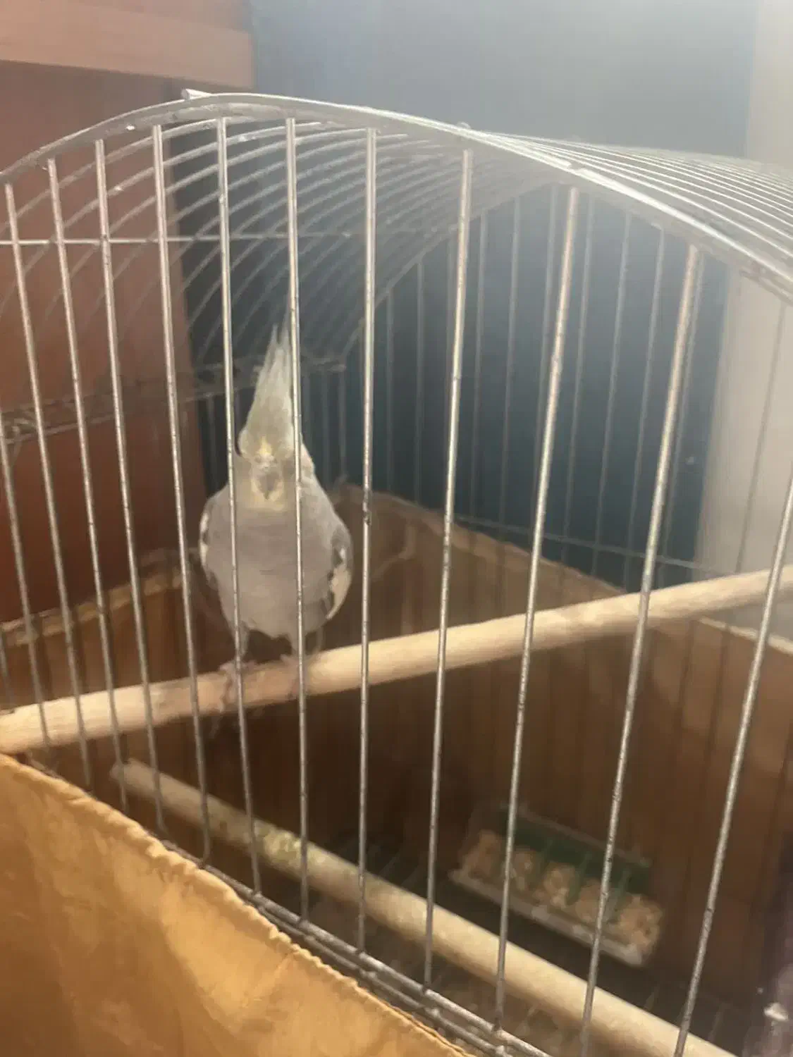 طوطی عروس نر|پرنده|سرخرود, |دیوار