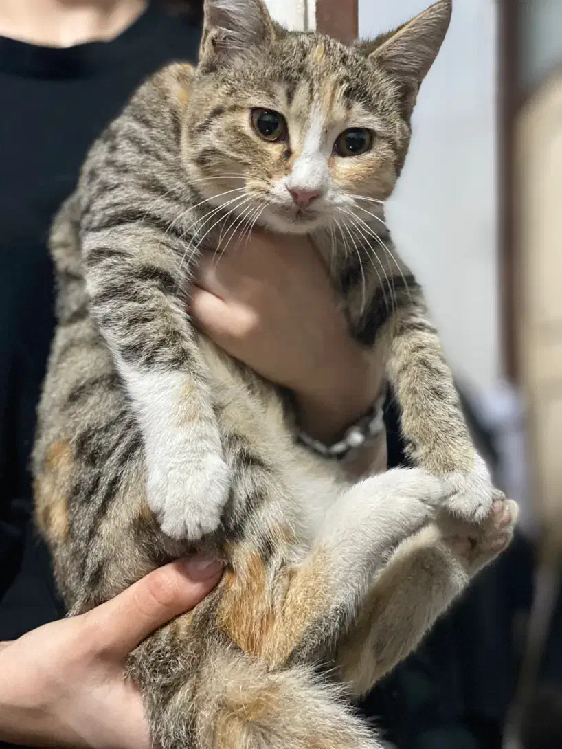 واگذاری بچهگربه|گربه|رشت, علی آباد|دیوار