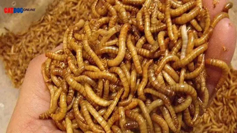 میلورم خشک و زنده|خزنده|تربت‌حیدریه, منظر|دیوار