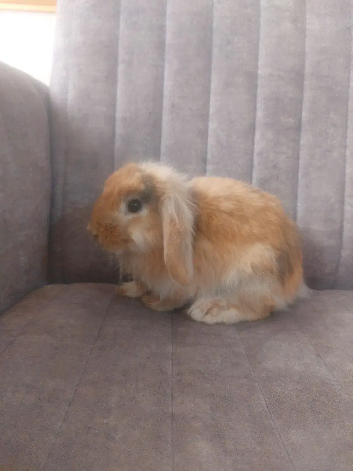 خرگوش|موش و خرگوش|مبارکه, |دیوار