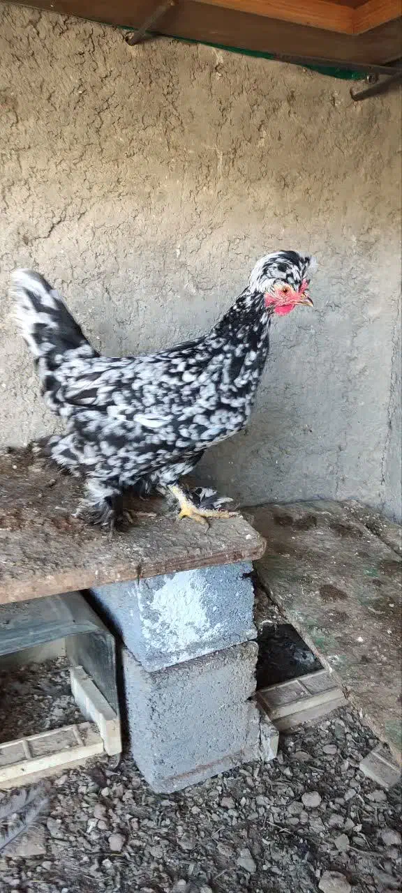 مرغ وخروس|حیوانات مزرعه|اصفهان, ارداجی|دیوار