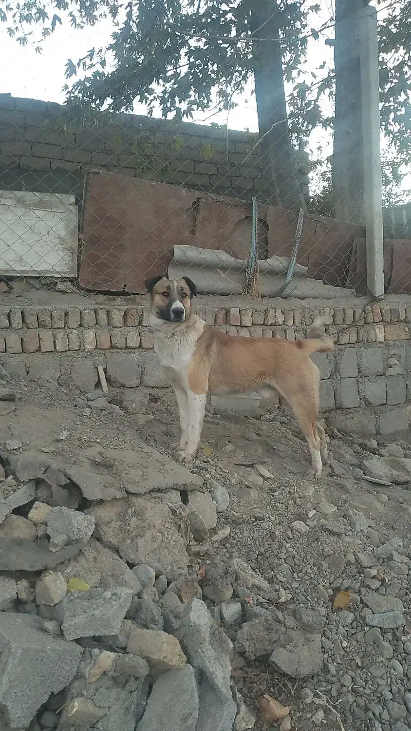 سگ گله ای فول انرژی|سگ|صحنه, |دیوار