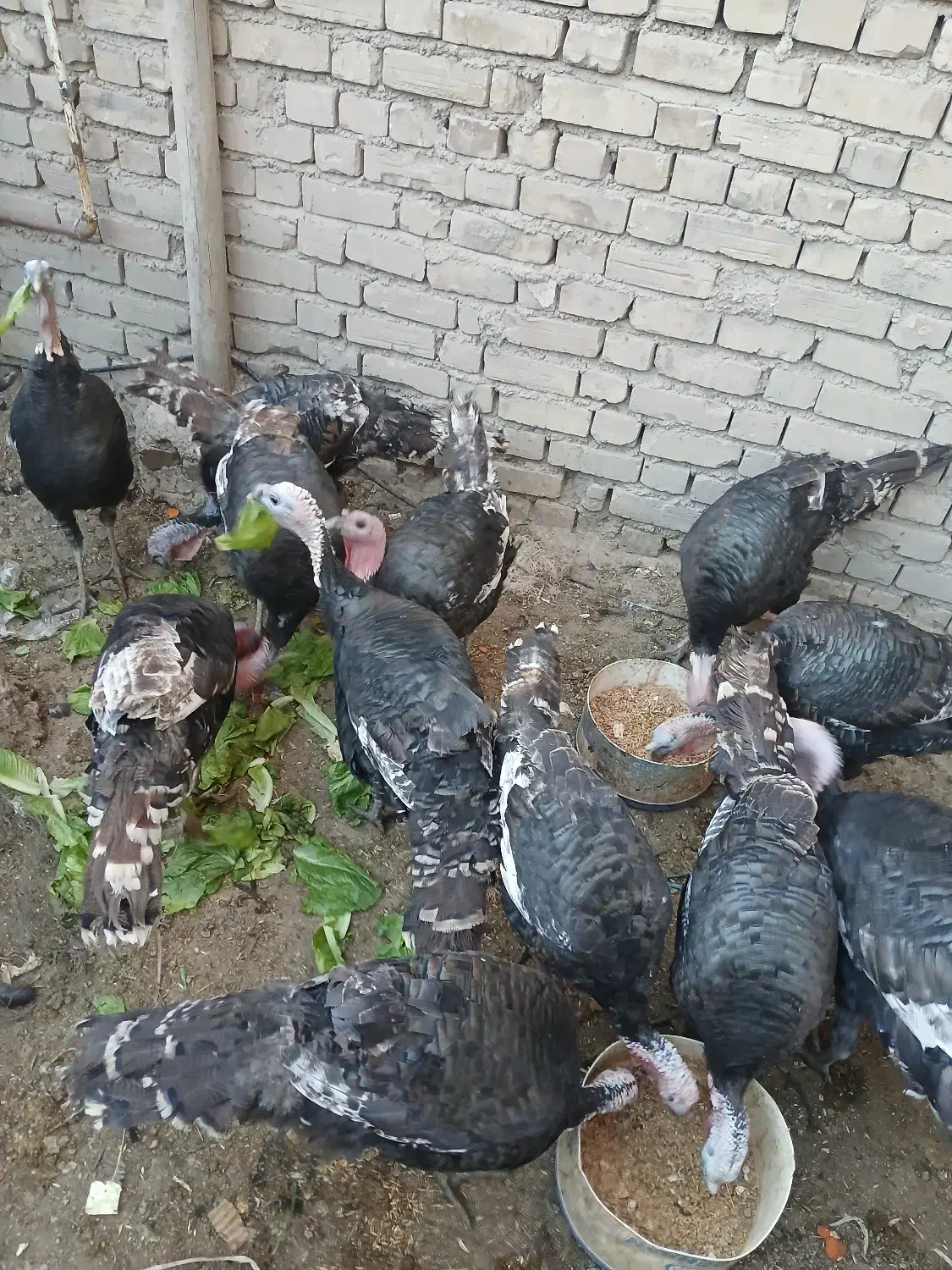 ۷‌عدد‌بوقلمون‌نر|حیوانات مزرعه|خرمدره, |دیوار