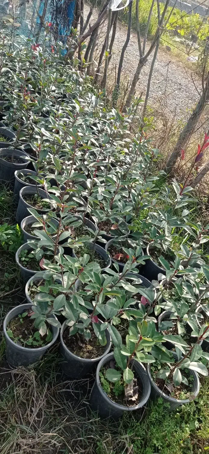 فوتونیا|گل و گیاه طبیعی|کلاچای, |دیوار