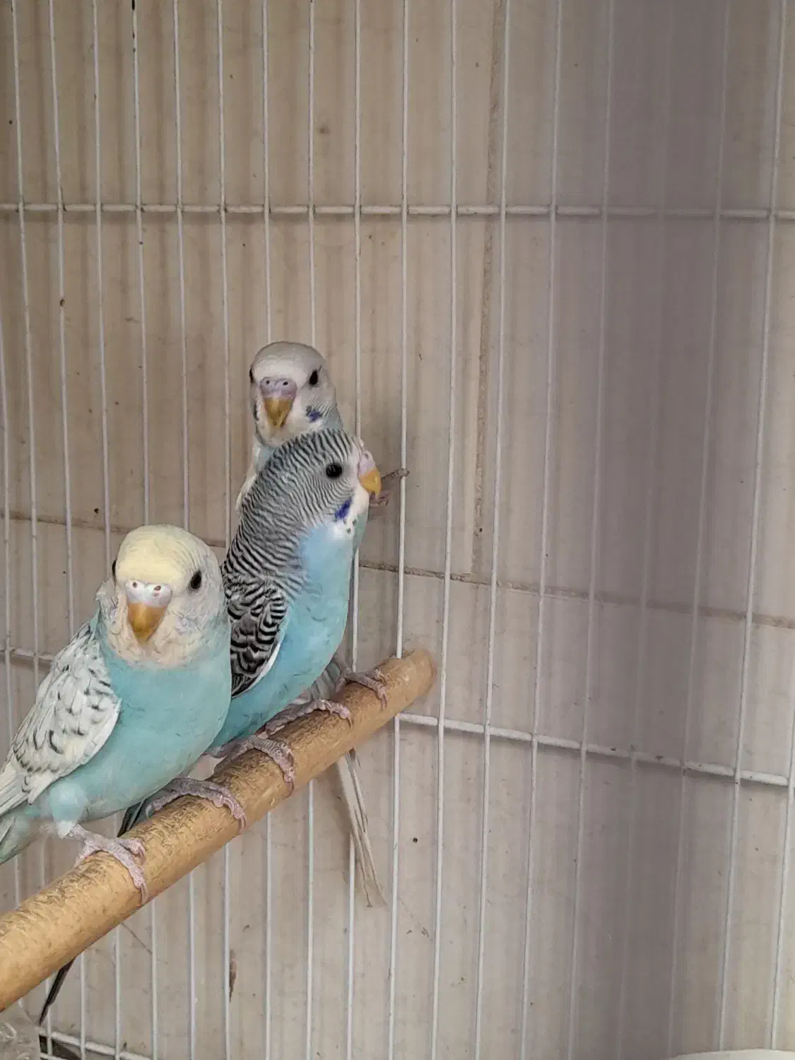 مرغ عشق|پرنده|بیرجند, |دیوار