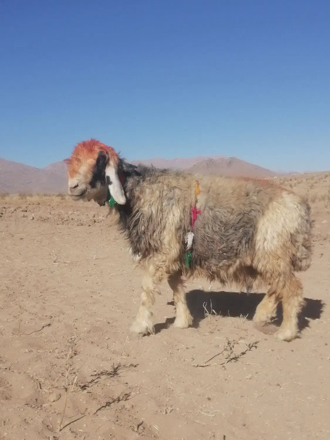 گله میش یکدست اصل جنس همه یک نشون یک ذات|حیوانات مزرعه|لاران, |دیوار