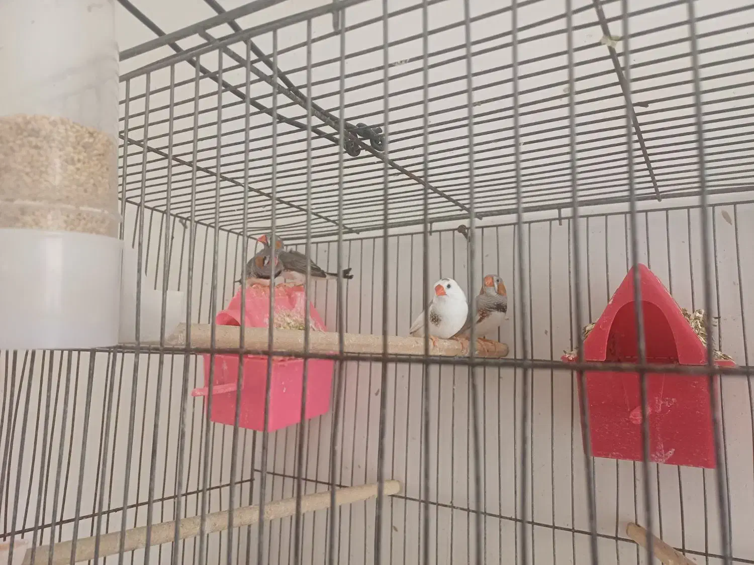 فروش فنچ|پرنده|ابرکوه, |دیوار