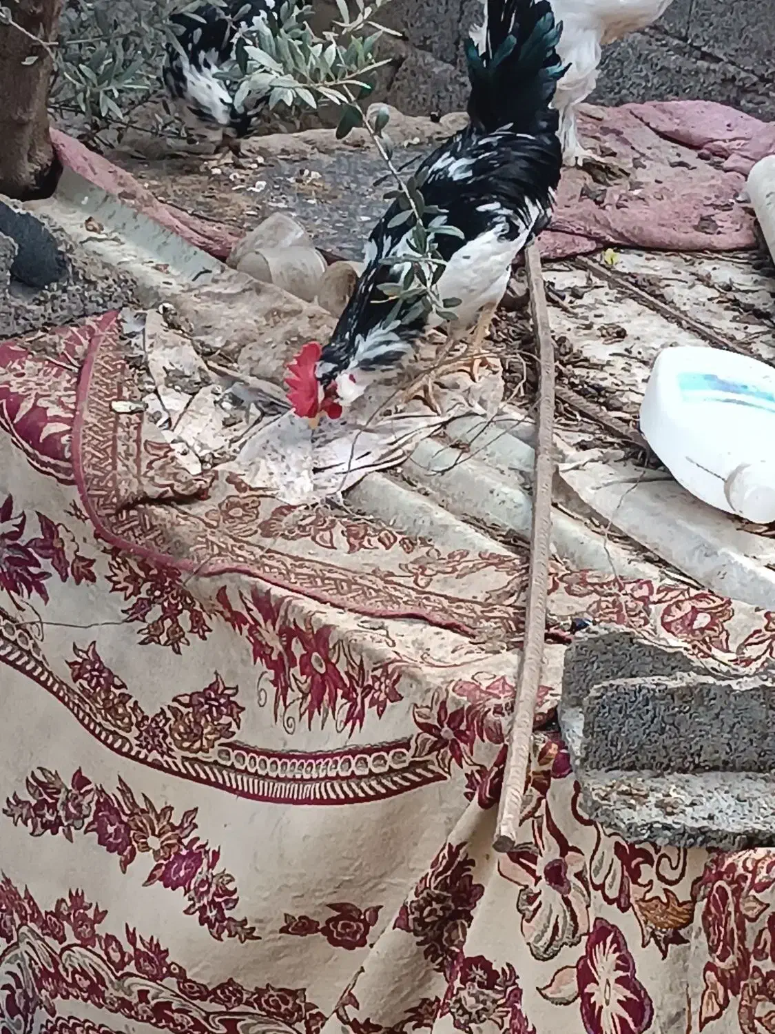 ۳ عدد خروس گلین اصل همشون میخونن|حیوانات مزرعه|رستمآباد, |دیوار