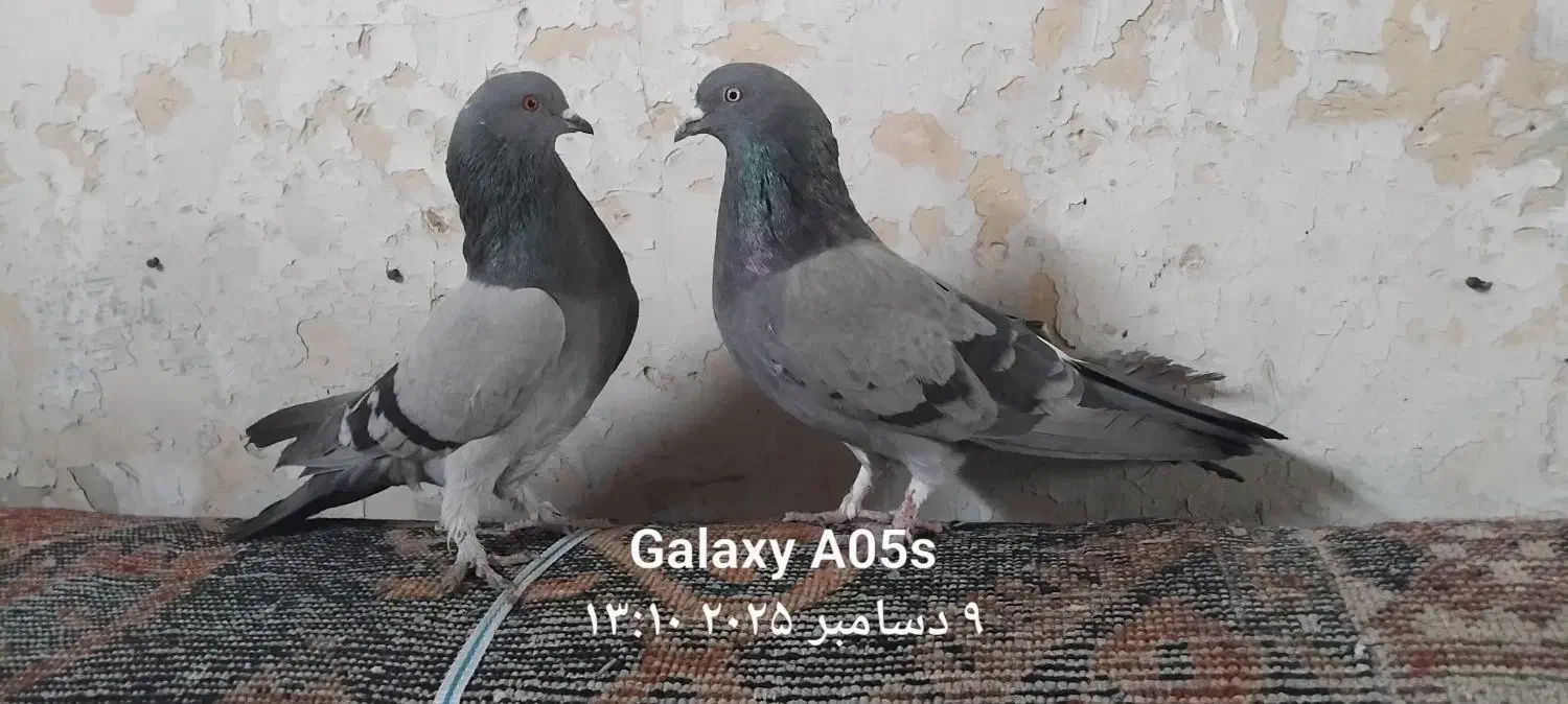 کبوتر کوهی|پرنده|فارسان, |دیوار