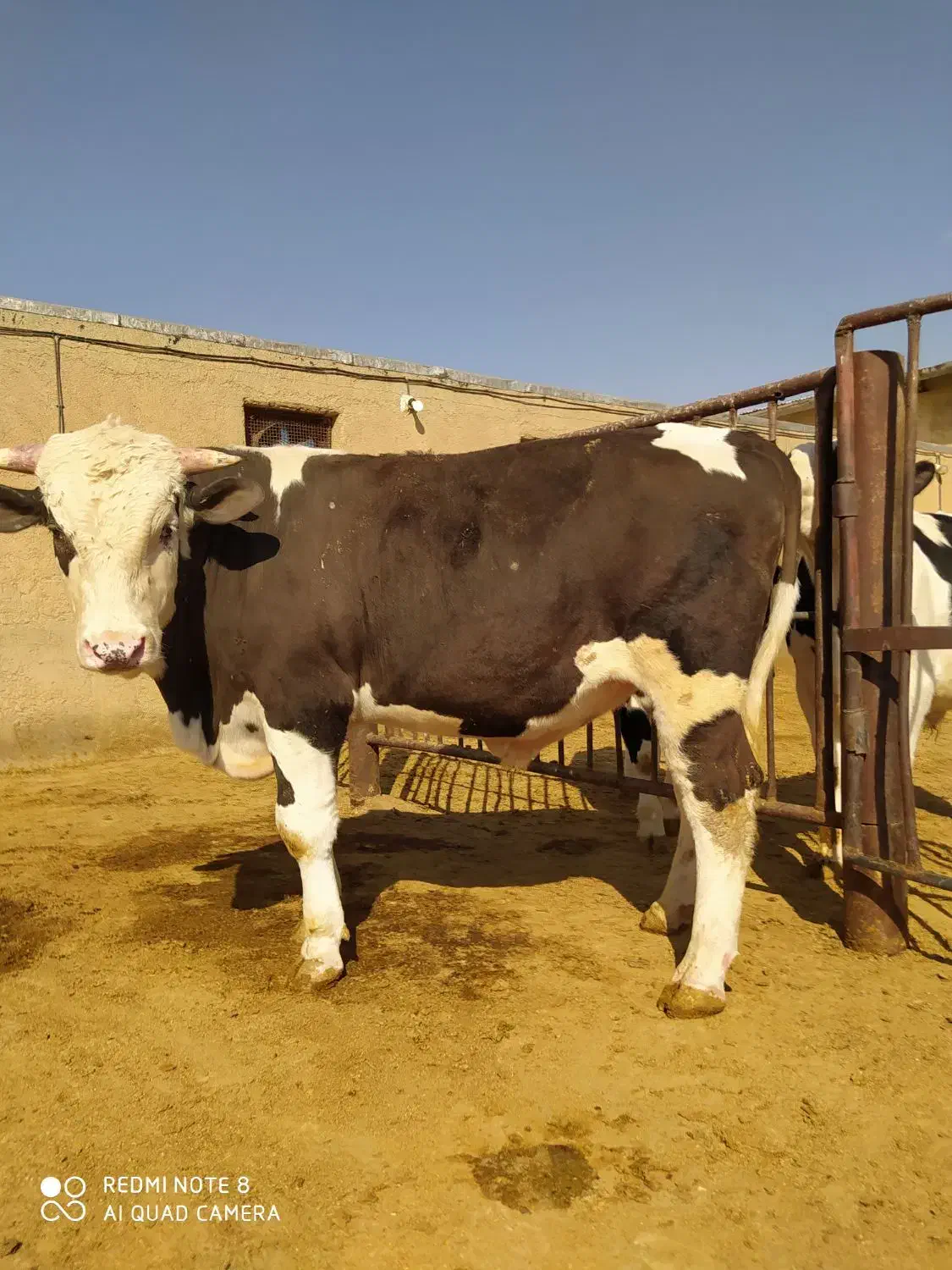 گوساله چاق سیمینتال|حیوانات مزرعه|فرمهین, |دیوار