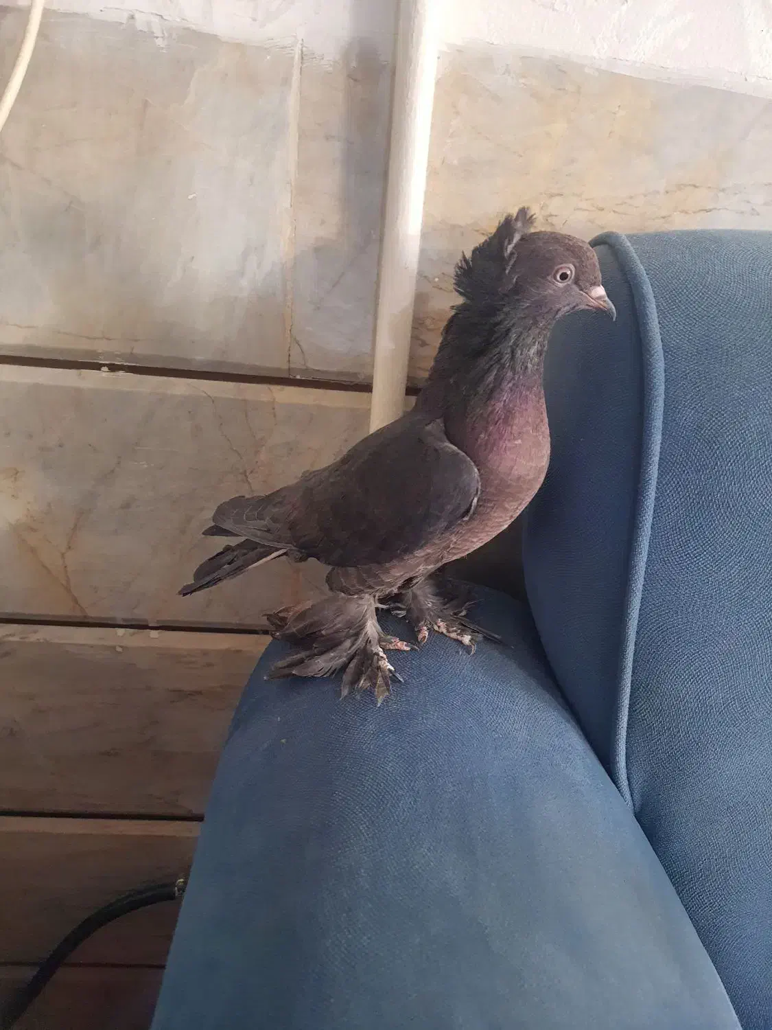 راعبی مشکی|پرنده|نجفآباد, شهدای غربی|دیوار