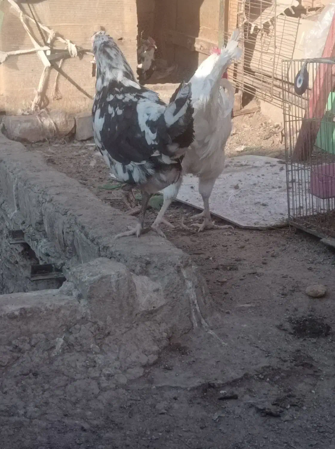 مرغ وخروس|حیوانات مزرعه|قم, ولیعصر|دیوار