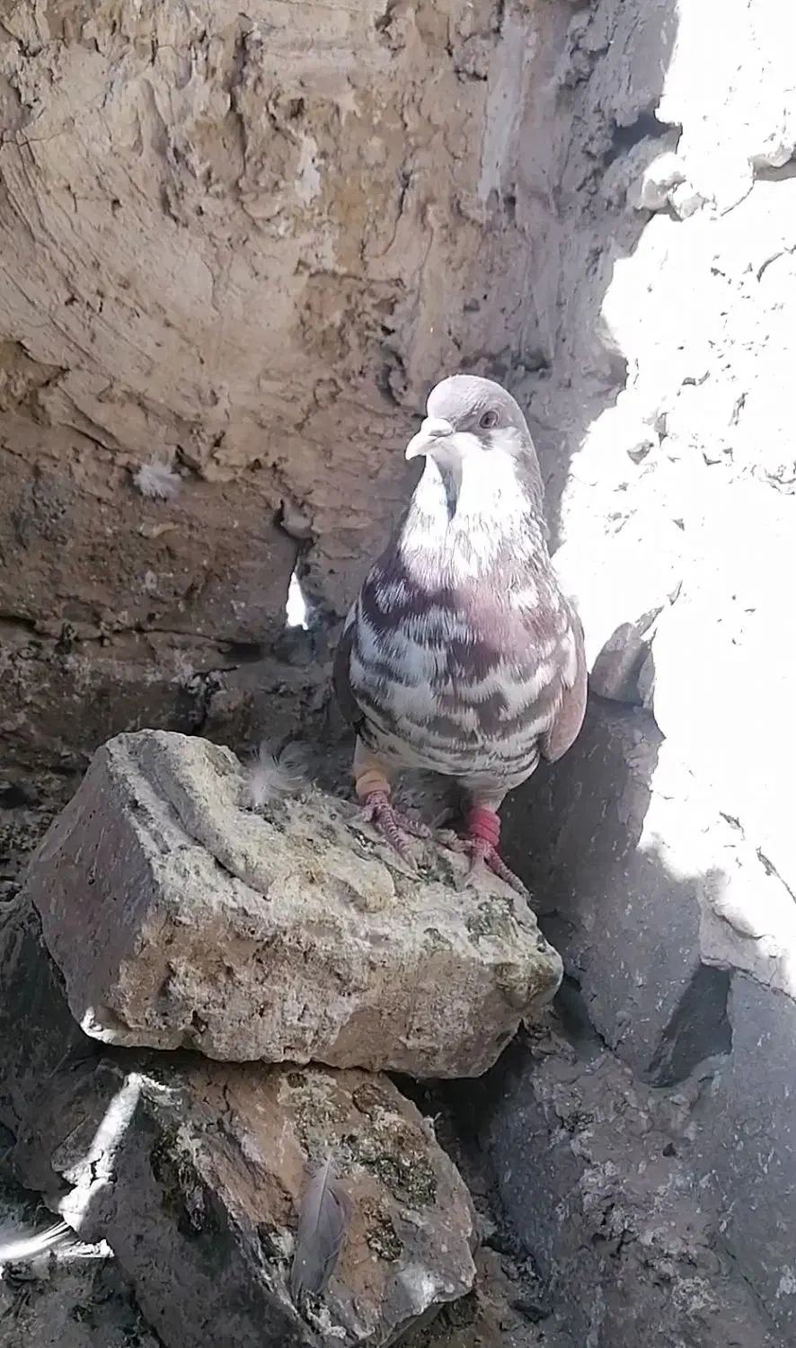 کفتر|پرنده|تربتحیدریه, پائین ولایت|دیوار