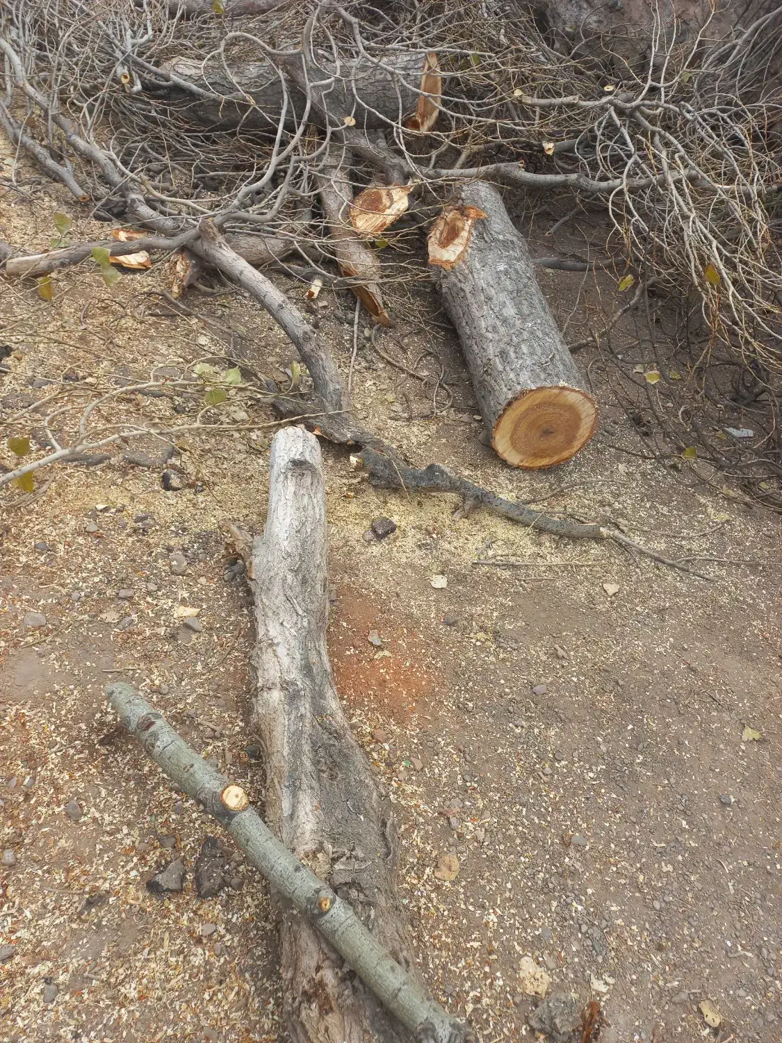 خرید و فروش چوب درخت|خدمات باغبانی و درختکاری|اردبیل, |دیوار