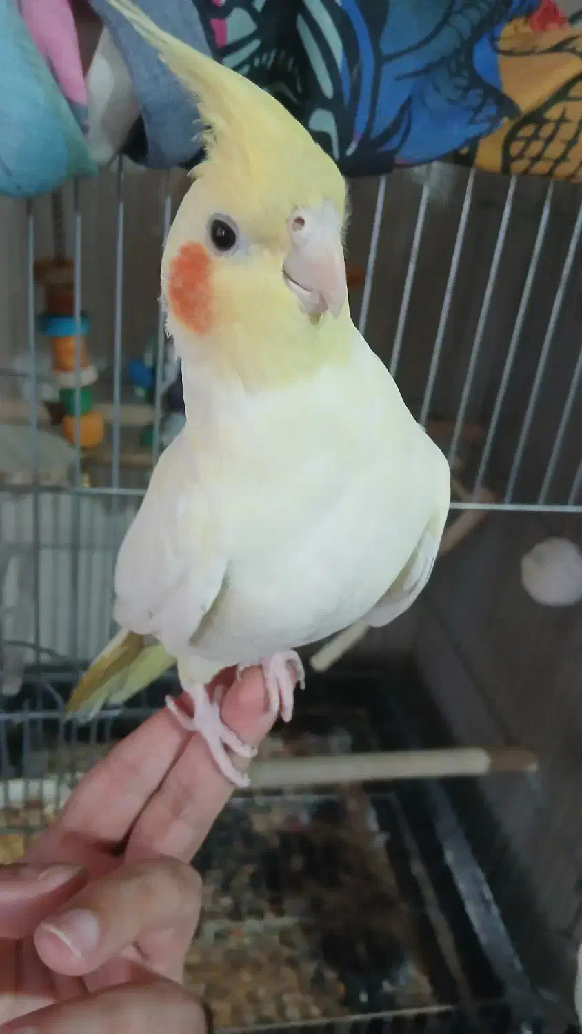 یک جفت عروس مولد|پرنده|تهران, تهران‌ویلا|دیوار