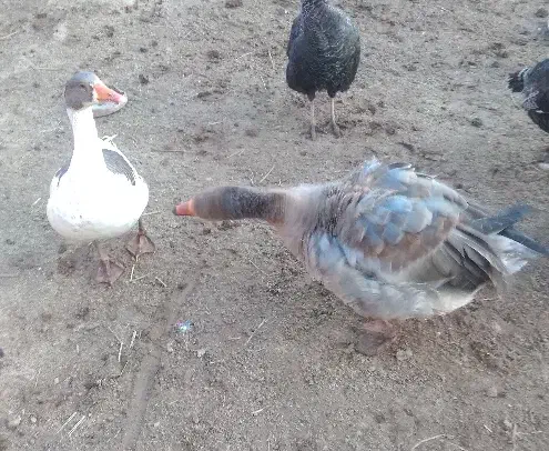 غاز|حیوانات مزرعه|آشخانه, |دیوار