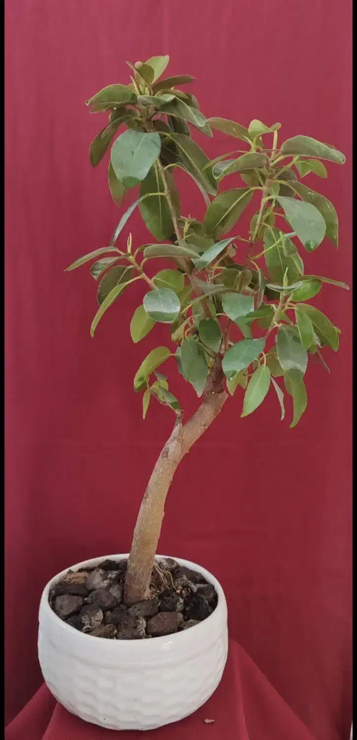 بونسای خرفه فیکوس کراسولا یشم|گل و گیاه طبیعی|فردیس, شهرک ۱۱۰|دیوار