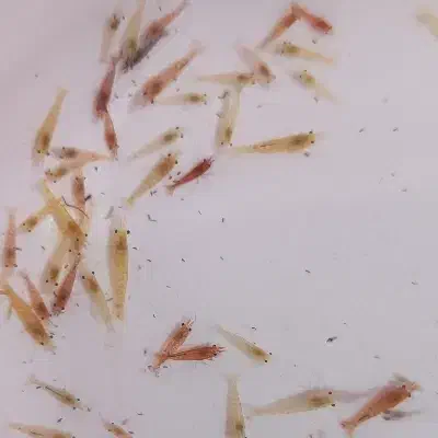 ماهی اکواریوم میگو شریمپ لابستر تصفیه سوبو|ماهی|مشهد, ایثارگران|دیوار