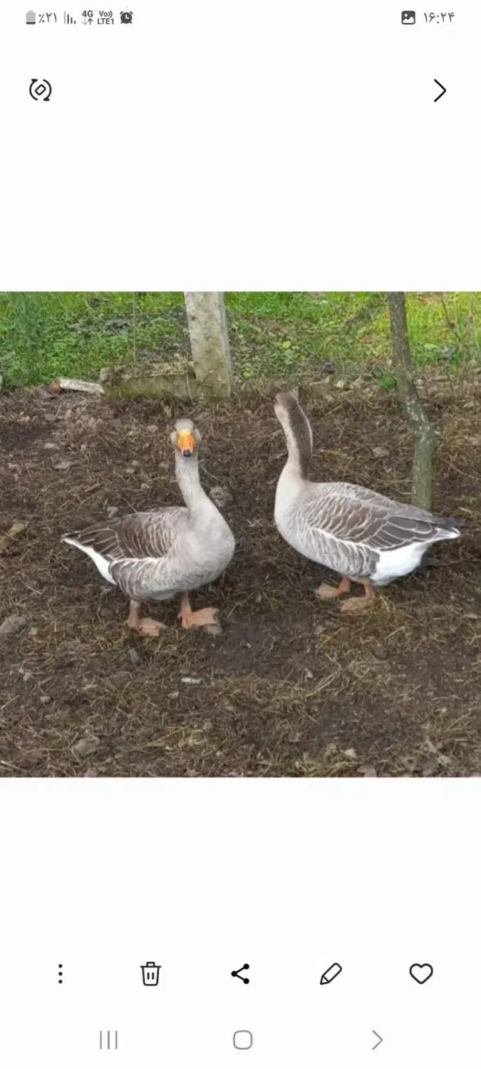 غازنره محلی|حیوانات مزرعه|لاهیجان, آهندان|دیوار