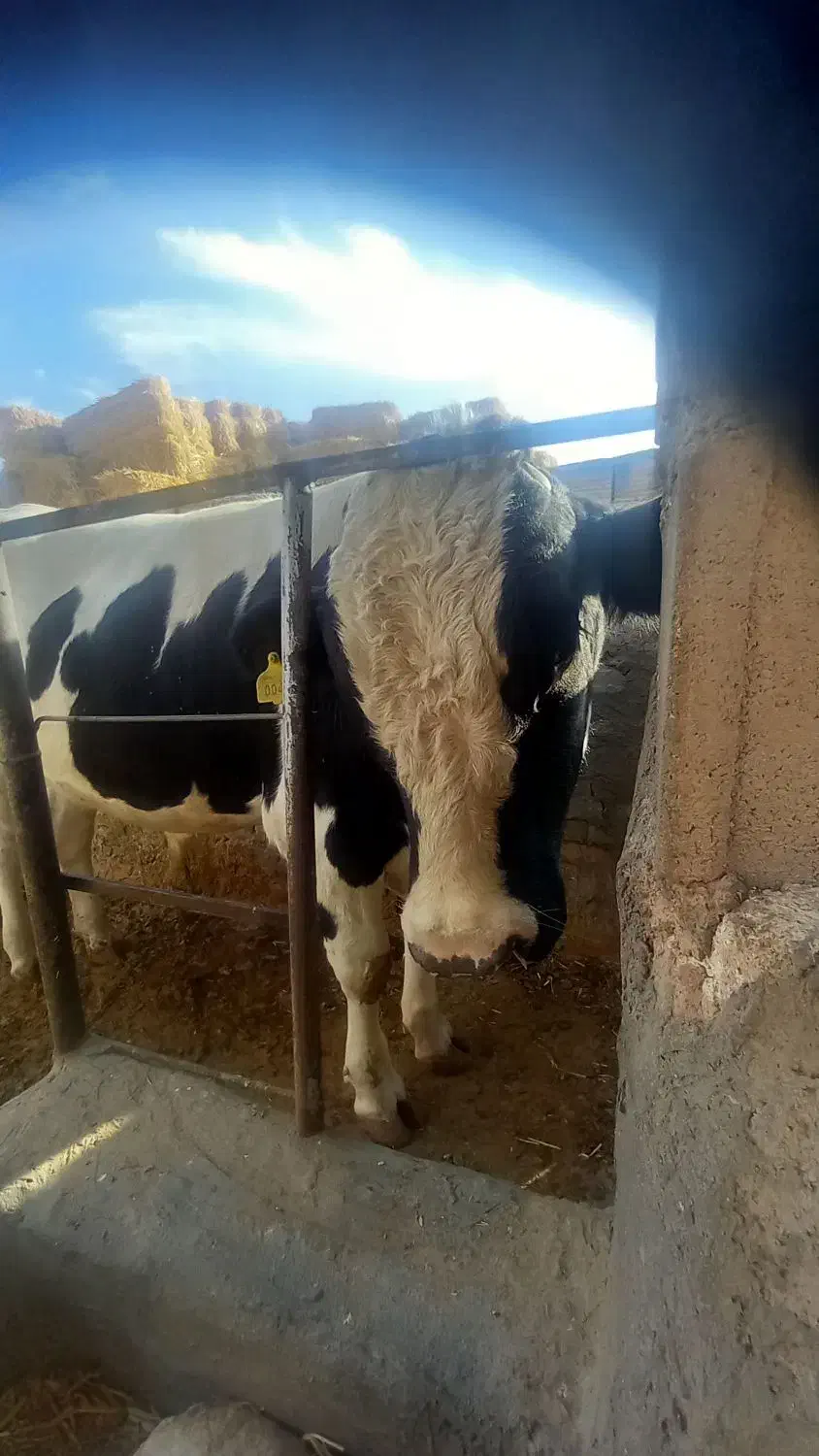 گوساله قسابی|حیوانات مزرعه|اسفراین, |دیوار