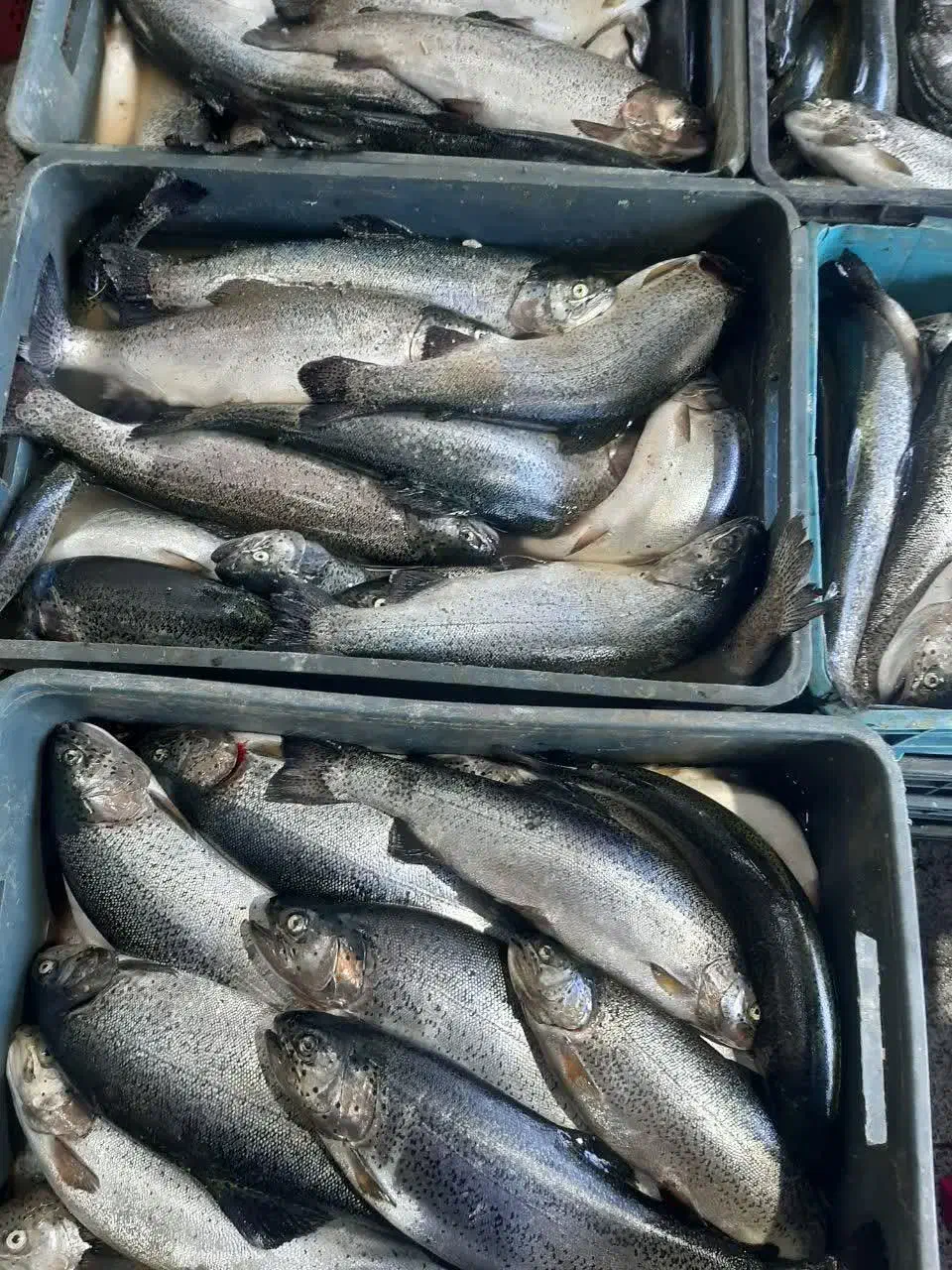 ماهی تازه جنوب|خوردنی و آشامیدنی|فولادشهر, B7|دیوار