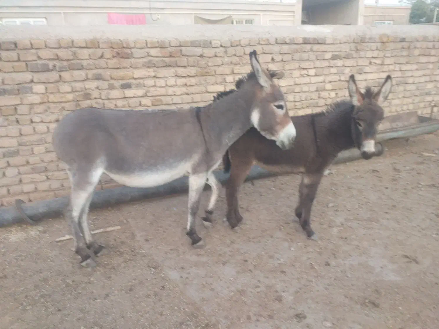 دو راس خر الاغ شیری کره دار جوان چاق|حیوانات مزرعه|رامند, |دیوار