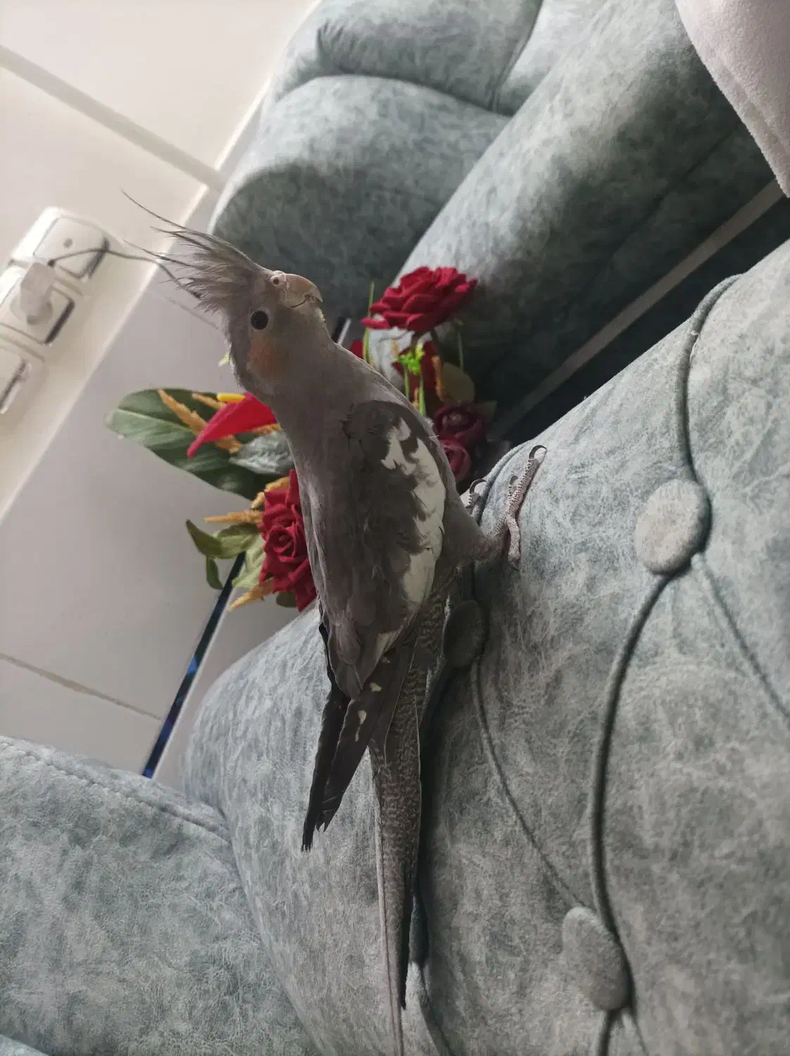 عروس هلندی ۵ ماهه سخنگو|پرنده|خمین, |دیوار