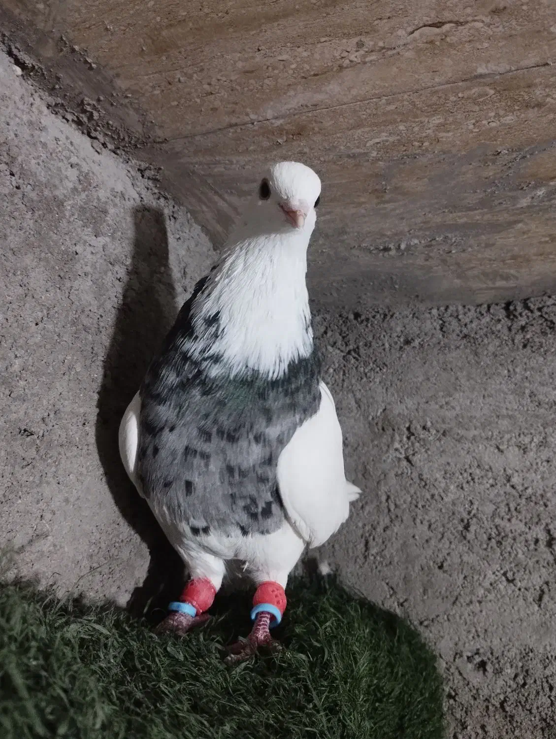 کبوتر طوقی|پرنده|دزفول, |دیوار