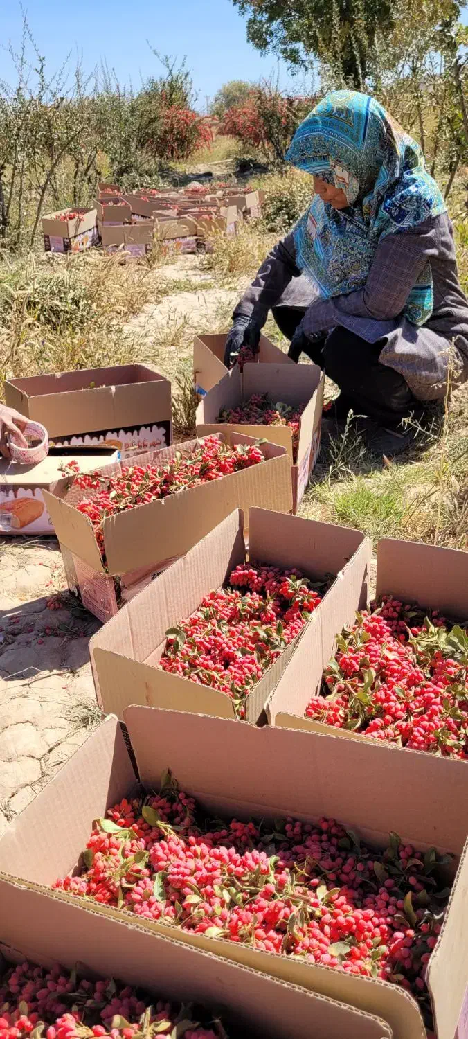 کارگر زرشک باغ .اکیپ باشین بهتره|استخدام سرایداری و نظافت|قائن, |دیوار