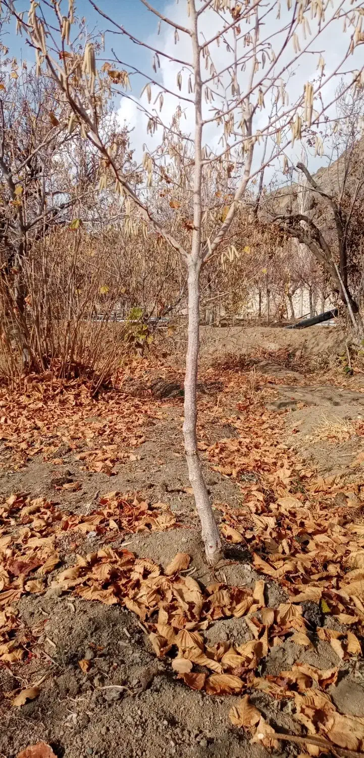 نهال فندق|خدمات باغبانی و درختکاری|سبزوار, علمدار|دیوار