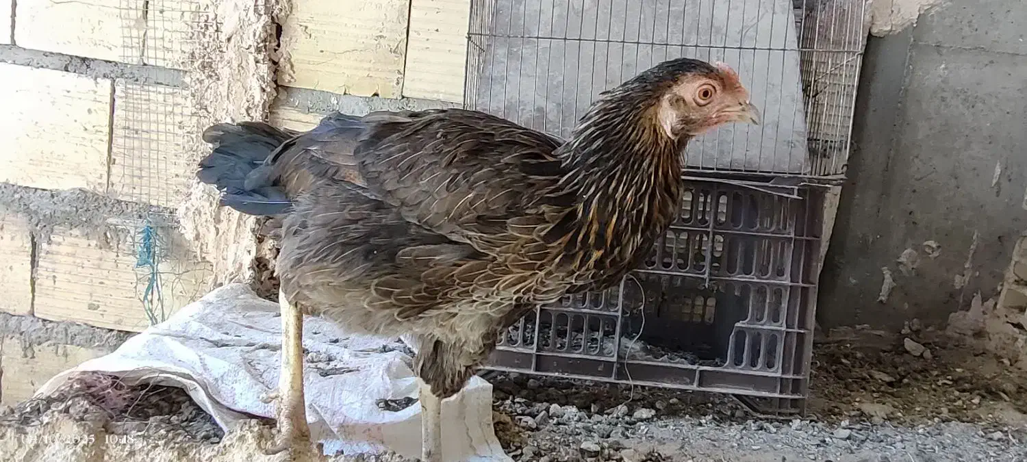 مرغ معامله با مرغ عشق ، فنچ|حیوانات مزرعه|ایرانشهر, |دیوار