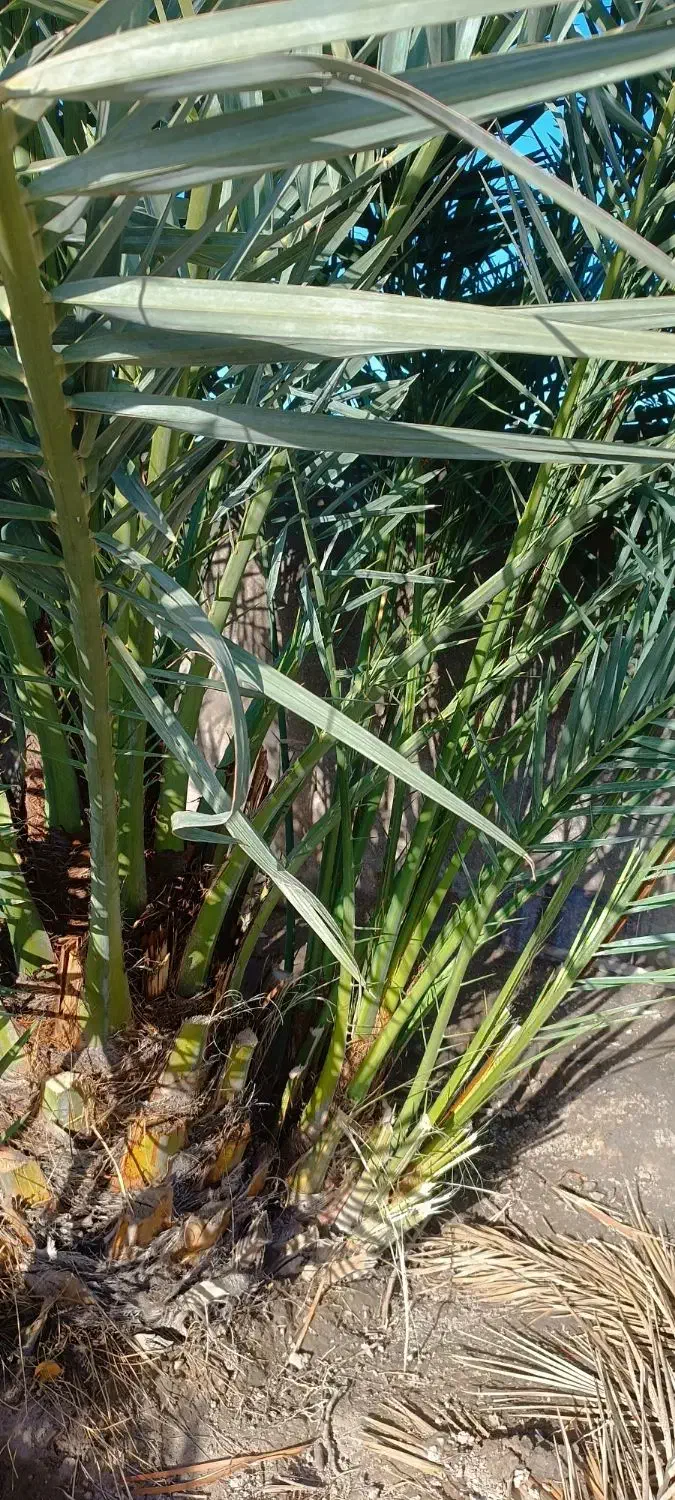 پاجوش|گل و گیاه طبیعی|رامهرمز, |دیوار