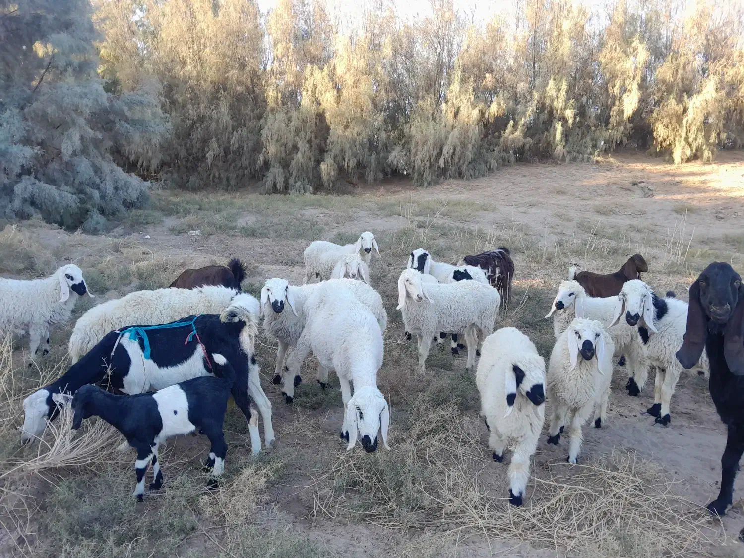 گوسفند وبره نر نسل دار|حیوانات مزرعه|میرجاوه, |دیوار