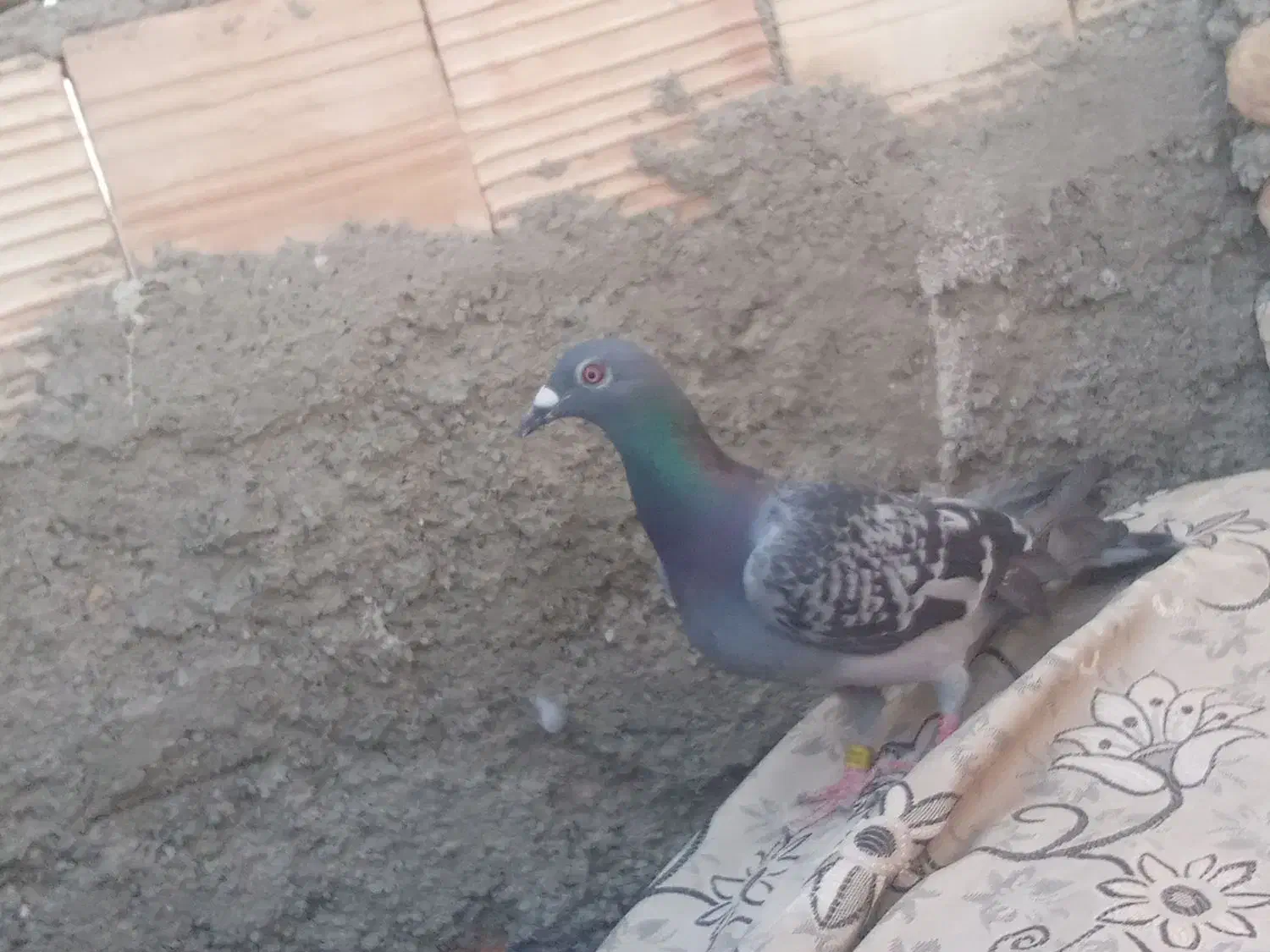 کبوتر گرفتنی|پرنده|زابل, |دیوار