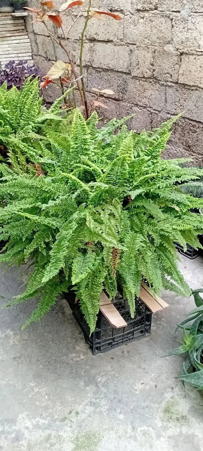 گل مار بسیار بزرگ وزیبا و انواع گلهای دیگر|گل و گیاه طبیعی|رشت, تازه آباد|دیوار