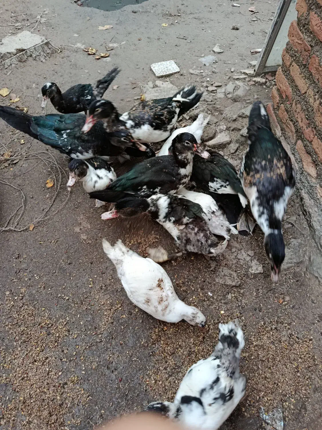 اسرائیلی درجه یک|حیوانات مزرعه|گمیشان, |دیوار