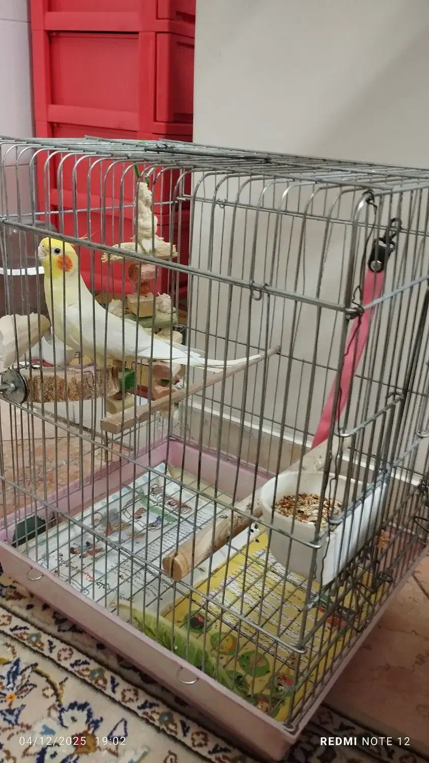 پرنده عروس هلندی|پرنده|تهران, چیذر|دیوار