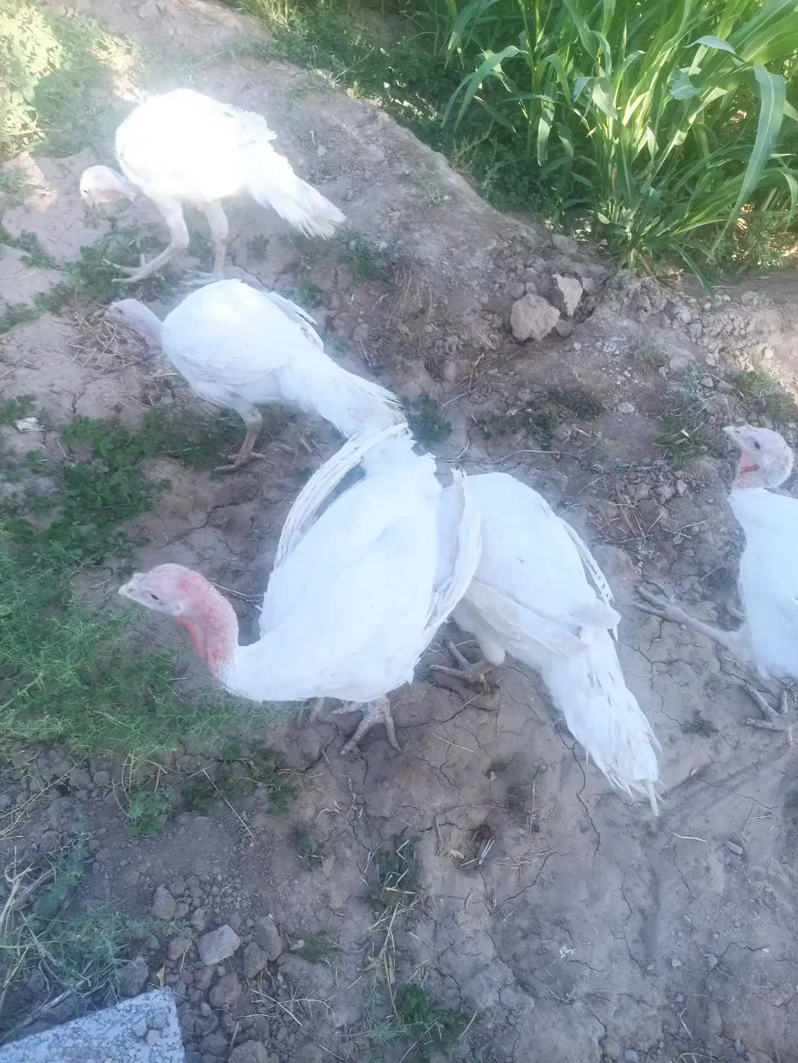 فروش بوقلمون|حیوانات مزرعه|بیرجند, |دیوار